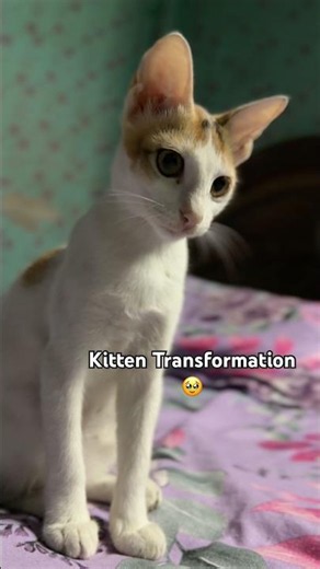 Calico Kitten Transformation 🥹 | From Tiny kitty to Beautiful Cat