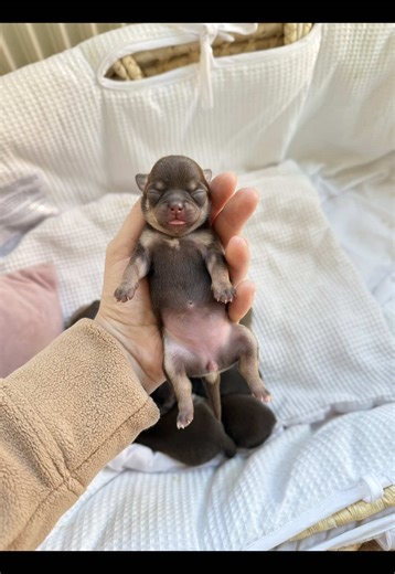 Chihuahua Puppy Toffee Waves to Family - Adorable Moments