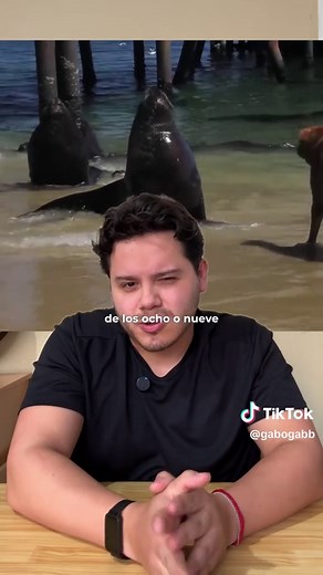 Leones Marinos: Tiernos y Peligrosos Gigantes Marinos