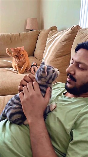 🐱“Cat Gets Jealous After Seeing a Fake Toy 😂”so funny’s haha😜😜😜😂😂😂😁😁😁🤣🤣🤣🐈🧸………#funnycat #cattoy #fyppppppppppppppppppppppp #catsoftiktok #catjealousy