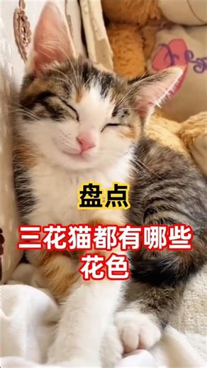 See Every Calico Cat Color Combination in 30 Seconds! #PetScience #PetFacts #cat #pets #CatDaily ...