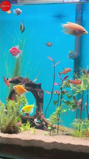 ✨ Colorful Tetra fish and peaceful aquatic life (4K HDR) #gaintgourami #plantedaquarium #exotic