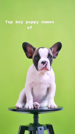 PetNames1001 on TikTok