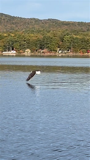 Caught several nice lake trout today. Bald eagle managed to grab this one before it swam away. #fishing #fishingadventure #fallfishing #fishingtrip #Maine #laketrout #maineguide #sebagolake #fish #fallvibes #baldeagle #fishingislife #lakelife #onelastride | Charles W McGee