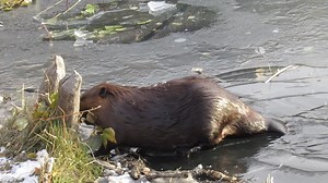 17K views · 155 reactions | EPIC video from today of a beaver busting through the ice and then trying to get enough traction to go after a branch on shore. I saw her moving in that direction under the ice and I ran to the spot just as she broke through. Soooo awesome! “To use this video in a commercial player or in broadcasts, please email licensing@storyful.com” | Mike’s photos and videos of beavers | Facebook