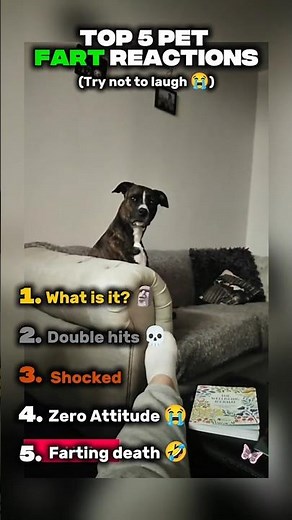 Top 5 Funniest Pet Fart Reactions 😂 (Try Not to Laugh at #1!)