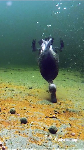 Who doesn't like ducks?#angling #fishtok #underfishing #underwater #fish #karper #fishing #carp #pike #duck #ducks