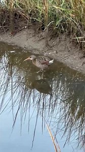 Clapper Rail, venturing out of the marsh grass. As shy as they are, they evidently don’t mind the noisy blowers in the background! 📸 Joleen Ardaiolo #seabrookislandclub #seabrookislandsc #seabrookislandbirders #clapperrail | Seabrook Island Birders