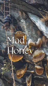 Not all Rhododendron produce grayanotoxins but many do, the most common species attributed to Mad Honey production are: -Rhododendron ponticum (Turkey, Caucasus) -Rhododendron luteum (Eastern Europe, Caucasus) -Rhododendron simsii (Asia) -Rhododendron arboreum (Himalayas - Nepal, India) Ancient texts describe soldiers collapsing mid-march after eating it…And yet people still seek this out, with enough demand for it that it’s often harvested by hand from near-inaccessible cliff dwelling hives. Lo