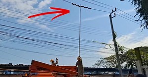 Python von Stromleitung gerettet