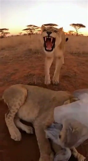 Rescuing a Lion Cub Trapped in a Plastic Bag