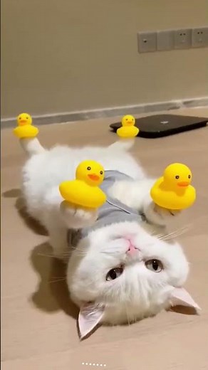 Cats vs. The World: HILARIOUS Moments