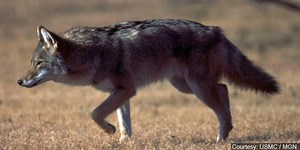 Coyotes moving into Kentucky communities; the threat and the benefit