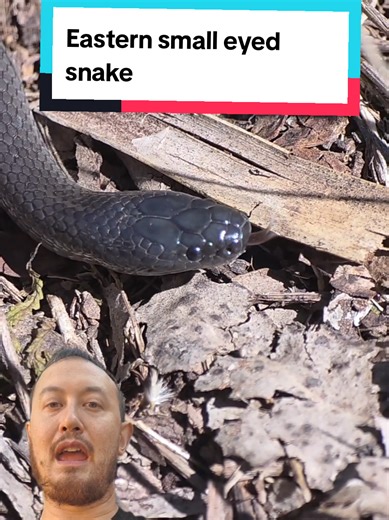 Eastern Small Eyed Snake (Cryptophis nigrescens) •\tThis tiny grey/blueish creature the size of a large earth worm is actually an eastern small eyed snake that is extremely hard to find in nature. •\tIts not much bigger than the length of my shoe •\tEastern small eyed snakes often have a shiny black back that shines blue/grey, with a cream or reddish underbelly that gets them confused with red bellied black snakes but are totally different. •\tThese extremely shy creatures are nocturnal, live in