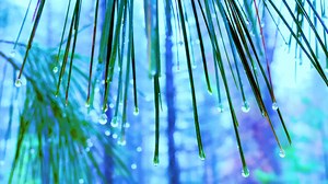 Captured hidden paradise during rain in deep forest detail vedio in comment | Kumrat Valley