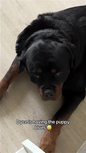 He’s tired and moody #rottweiler #dogs #puppies #pets