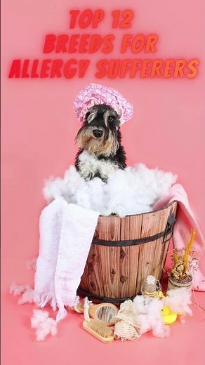 The Ultimate Guide to Hypoallergenic Non-Shedding Dogs