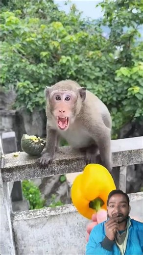 🐒 Angry Monkey Reaction (Part 31) — Funny & Scary Moments 😂😡 | Try Not To Laugh #shorts