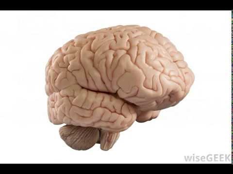 What Is the Relationship between the Amygdala and Hippocampus