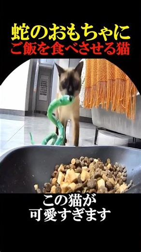 A cat feeding a snake toy.