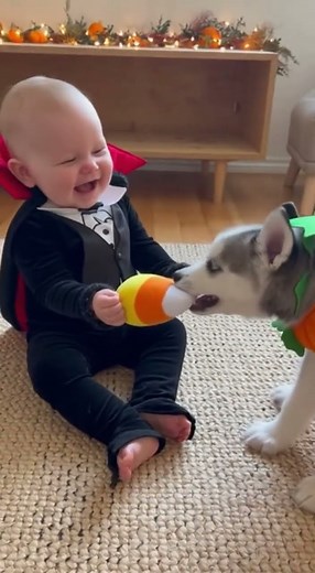 This is how baby dracula wins tug of war with puppy pumpkin 😭😂