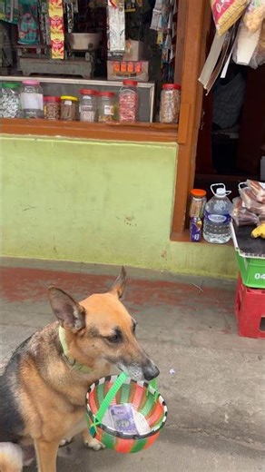Dog buying tomato’s curd cutely # shorts #youtube ❤️my god stop war inthe world ❤️cute viewer’s🙏🏽