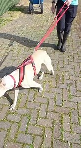 Pets Of The Week 🐾 We’ve had lots of success with our new way of rehoming but there are a few of our animals who haven’t had much luck. Our first pet of the week is Taron. You can find our more about him below and you can apply for him by heading to www.dogandcatshelter.com/taron Taron Taron is still looking for his forever home who can give him everything he needs to thrive. Taron love, love, loves people and is always keen to meet every person he can see, he can be very bouncy and jump up wit