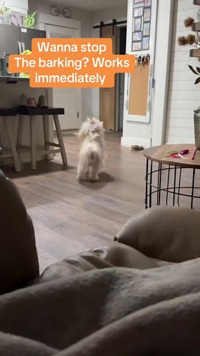 Instantly correct unwanted behaviour with the click of a button! This painless training device uses an ultrasonic whistle to stop your dog. #pets #dogs