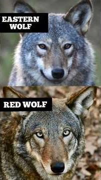 How to tell apart Red Wolves from Eastern Wolves