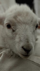 14K views · 647 reactions | Spring is a time for celebrating life,...