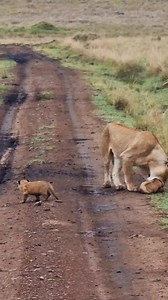 This super cute #lion video already has 2 million TikTok views, but over here on the Meta platforms, it seems violence, blood, and death are the only things that get engagement. Prove me wrong... #zebraplainsmoments #zebraplainscollection Zebra Plains are currently running special offers with very flexible booking terms. All safety protocols are followed, and PCR testing is available at the camps before departure for those who need certificates to fly. You can get in touch at: reservations@zebra