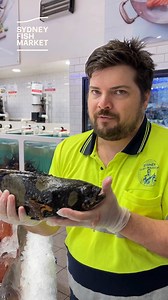80K views · 1K reactions | This species is vulnerable, and keeping a wild-caught one could get you jail time... So how do we have it in our retailers? Alex explains. | Sydney Fish Market | Facebook