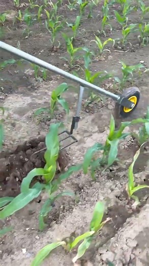 Effortless Weeding with Basic Garden Tools You Already Have