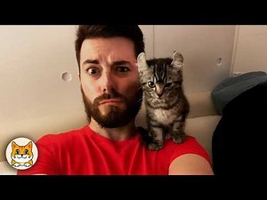 When You Have a Dramatic Cat 😂 Funny Cat Videos 2025