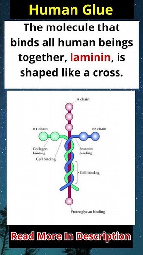 The Shape Hidden Inside Our DNA 😳