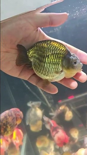 The appearance of the little goldfish is really good! Mainly looking at the back #koi #aquarium