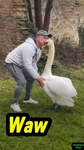 Animals Meeting Their Favorite Humans 😂❤️