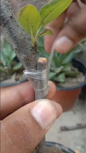 EASY Fruit Grafting Technique You Won't Believe!