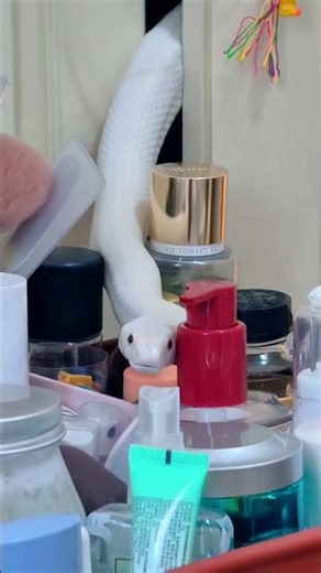 What's This White Pet Snake in a Hurry For? WhitePetSnake SnakeDaily SnakeLadyPetSnake Ani