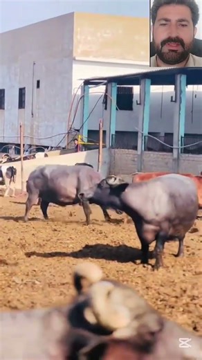 Running Buffalo and Cows 😱🦬 #running #buffalo #cow #farming