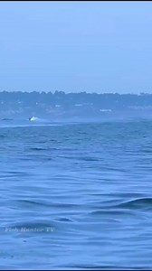 Killer whale attacks dolphin! 😱😱😱 . . #reelsvideoシ #killerwhale #dolphin #fbreelsvideo #reelsvideo #fishlover #oceanlife #fishhuntertv | FishLife world TV