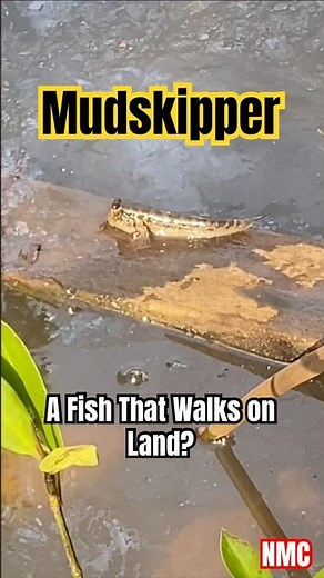 Mudskipper – Periophthalmus argentilineatus | The Fish That Walks on Land!
