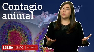 Los científicos investigan el origen animal del covid-19. ¿Cómo y por qué ocurre el salto de enfermedades de animales a humanos? Míralo en este video. | BBC News Mundo