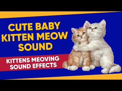 Cute baby kitten meow sound. Kittens meowing. Sound effects. #kitten #meow