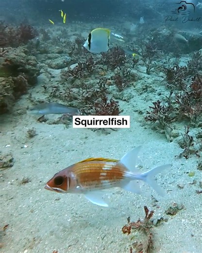 3.7M views · 39K reactions | Fish Bait Camera Drop  — I lowered my underwater camera rig to 68 feet off Jupiter, Florida, baited and ready. Check out the variety of species that came in to investigate! | Paul Dabill Photography | Facebook