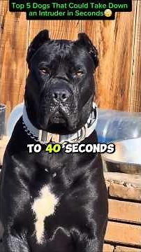 5 Dogs That Could Take Down an Intruder in Seconds 😱🐕