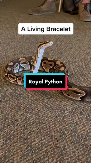 Rock 'n Roll Reptile: The Fascinating World of Ball Pythons