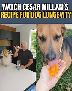 Legendary Dog Behaviorist, Cesar Millan, shares which foods you should AVOID feeding your pet at all costs. If your dog suffers from ⚫️ Weight Gain ⚫️ Loss of Energy ⚫️ Achy Joints ⚫️ Stinky, Mushy Poops ⚫️ Bad Breath ⚫️ Diminished Mental Ability Watch Cesar reveal the TOXIC FOODS to avoid and show how you can help extend your beloved pet’s health span. See for yourself! 👉 https://rebrand.ly/MRTYCM | Cesar Millan