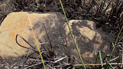 An Easter Island 'first': New, indigenous moai statue found in volcano's dried-up lake