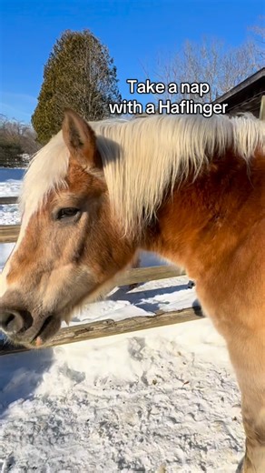 A pony that once faced neglect, and hardship, and loneliness doesn’t just stop carrying those experiences because he’s landed somewhere that tells him he’s safe. It’s a hard thing to believe when your history has taught you otherwise. And even harder when reminders of a past life continue to show up in your present. But none of us was ever meant to carry it alone. When stark reminders of the past come flooding in, we all deserve support — and a kind heart willing to hold space while we rest. #pe